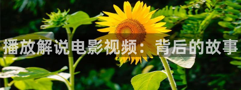 韩国电影情事神马影院