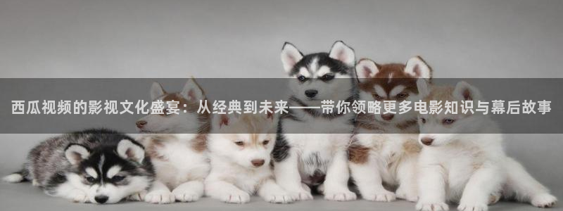 神马电影影视网